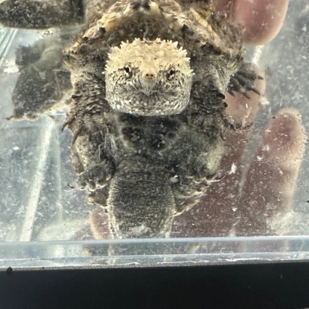 (直播精选）佛鳄观赏龟