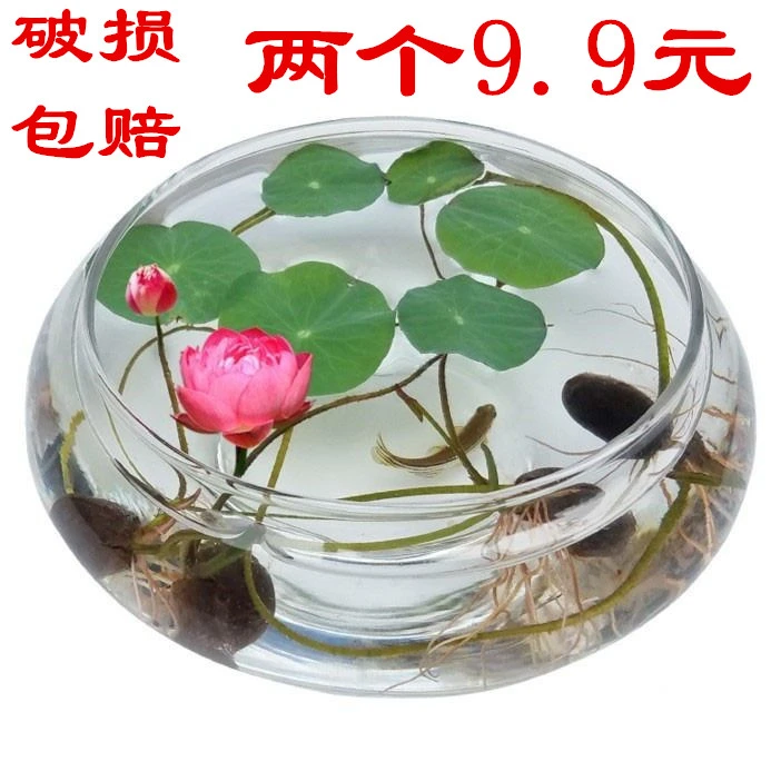 玻璃花瓶碗莲铜钱草水仙花盆水培花卉绿植水养客厅阳台桌面格调