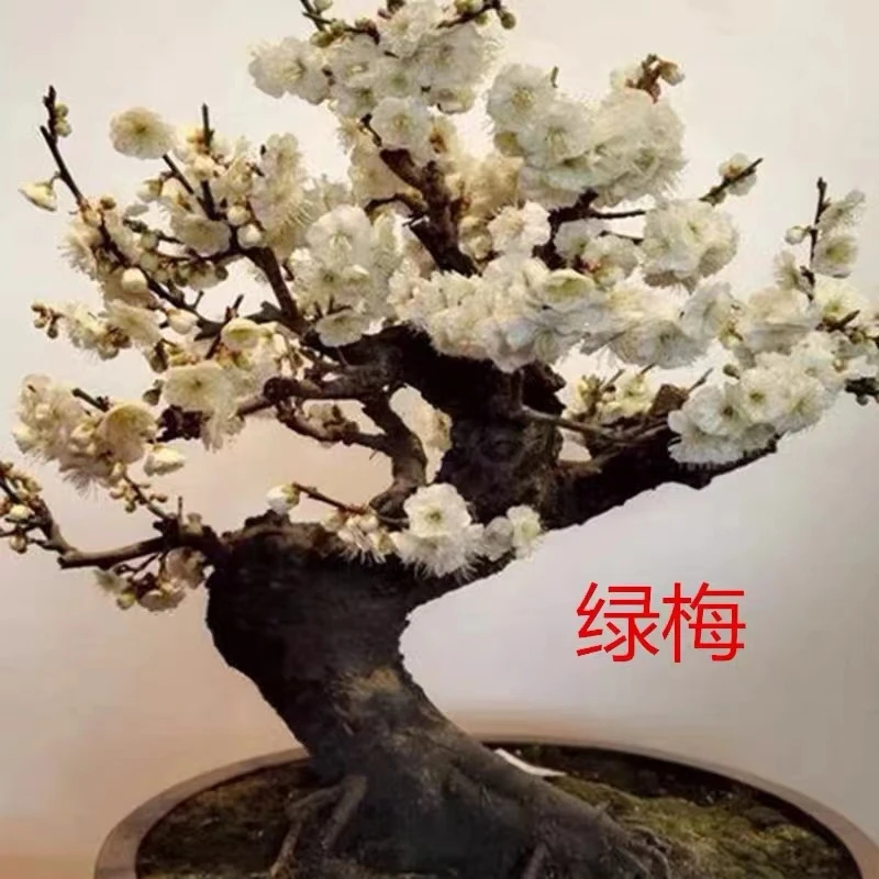 高端盆景老桩梅花盆栽地载老桩大件专拍直播梅花盆景品种造型梅花