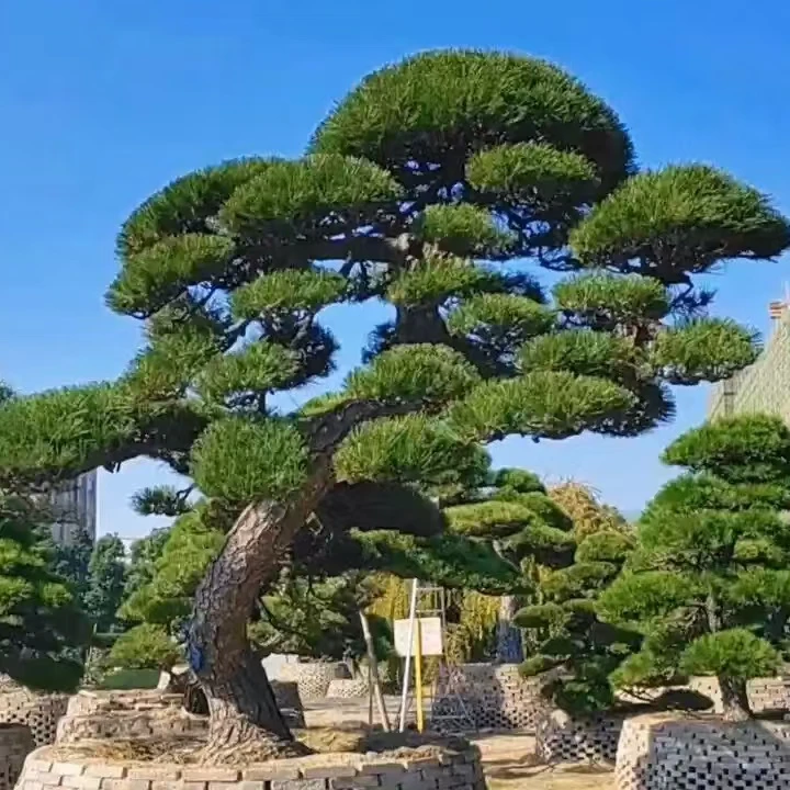 庭院景观松园林景观松