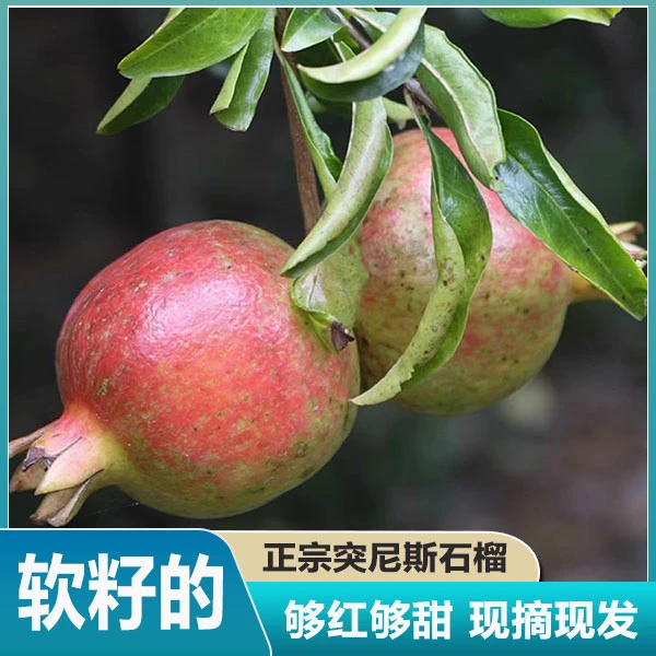 突尼斯软籽石榴新鲜水果当季孕妇水果整箱现摘产地直发包邮