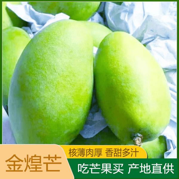 广西金煌芒水仙芒芒果新鲜3斤当季整箱现摘水果青甜心芒大果包邮