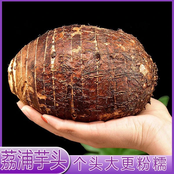 【荔浦直发】正宗广西特价荔浦芋头 新鲜紫藤槟榔芋香芋包邮