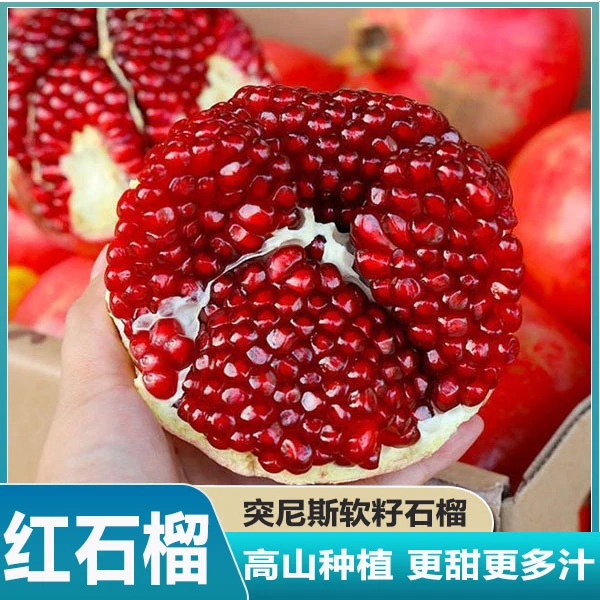 会理突尼斯软籽石榴新鲜采摘现摘现发59石榴新鲜全国包邮