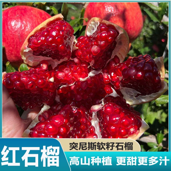 一级大果10会理突尼斯软籽石榴水果当季新鲜四川无籽现摘包邮特