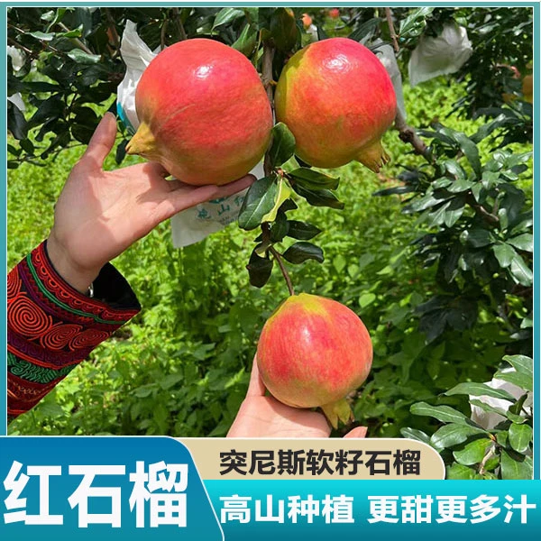 四川会理软籽石榴河南突尼斯软籽石榴大红甜石榴现摘水果当季新鲜