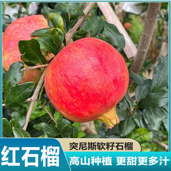 一级特大果突尼斯会理软籽石榴甜石榴新鲜水果孕妇黑子红宝石礼