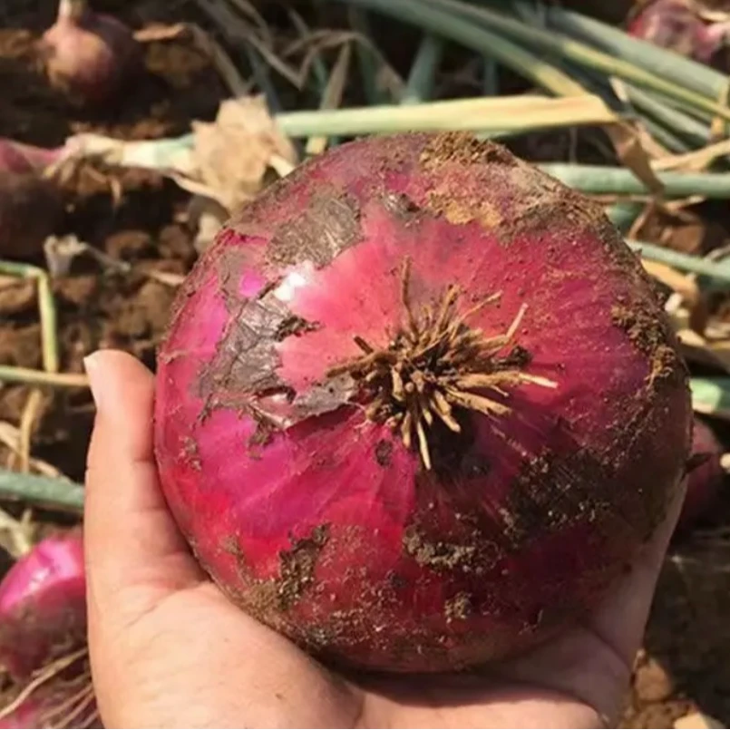 山东金乡精选红皮洋葱水果洋葱批发现挖到手5斤3斤新鲜蔬菜辣圆葱