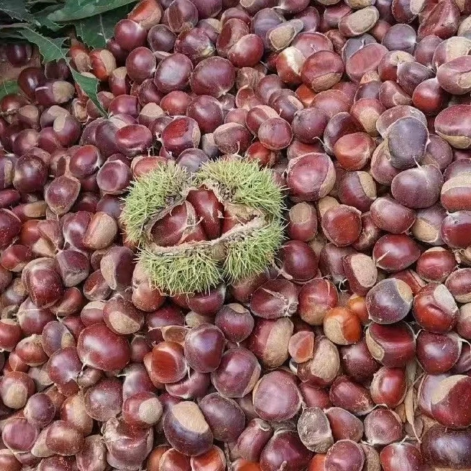 山东五莲山正宗农家新鲜板栗甜面可口5斤包邮