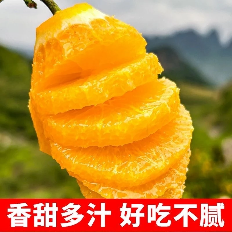 红美人果冻橙爱媛28号新鲜水果橙子农家柑橘现摘橙子