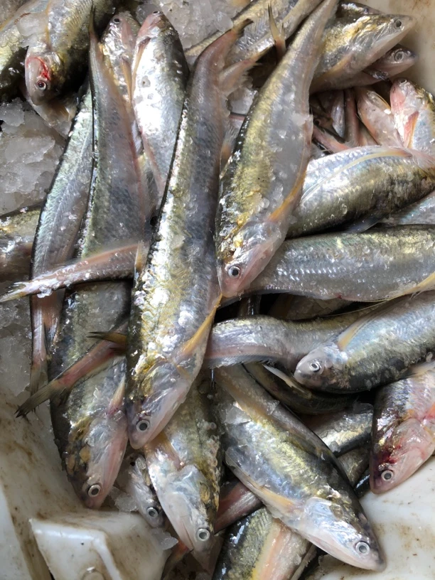 【海刀】新鲜 海刀鱼5条/斤