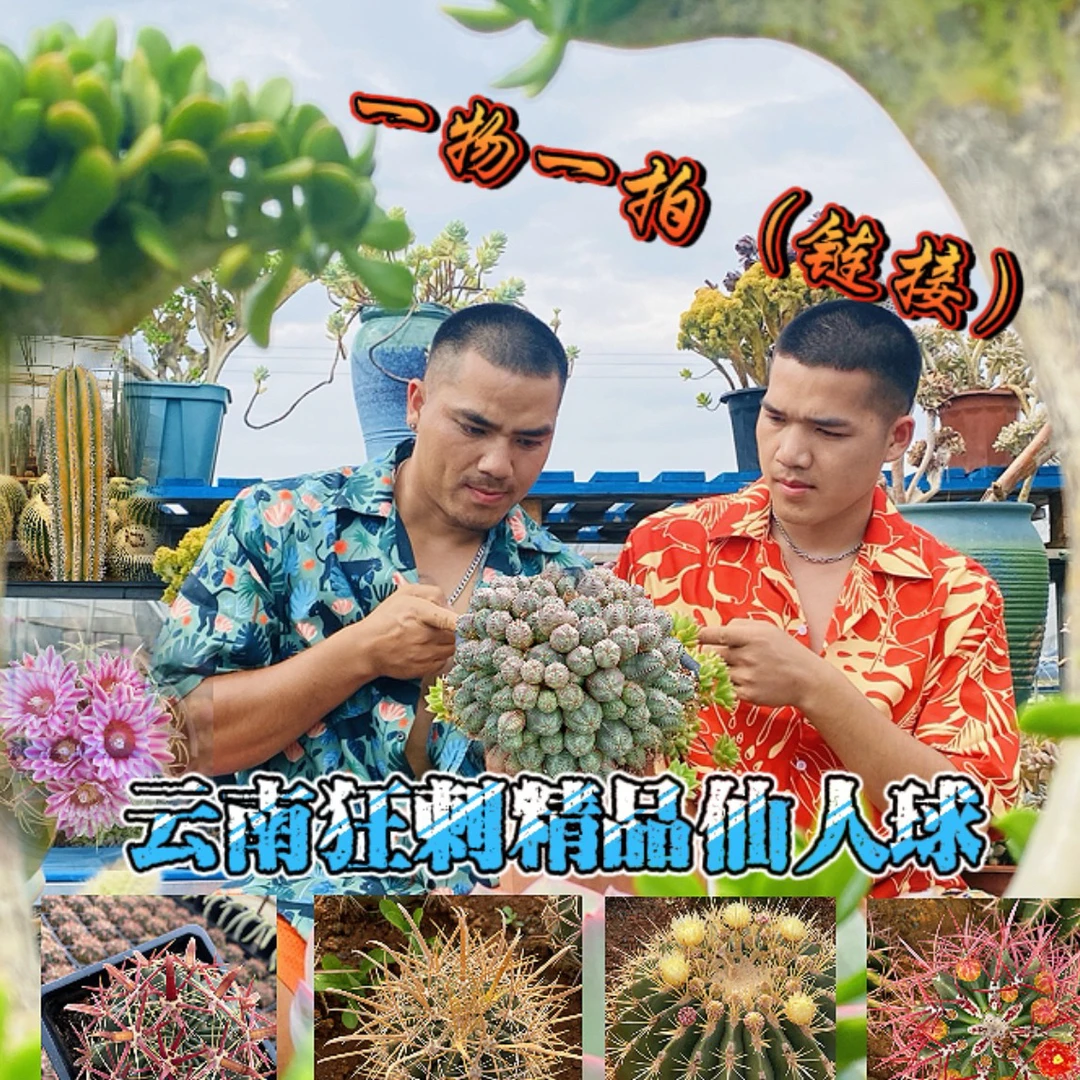云南狂刺精品仙人球【一物一拍链接】狂刺粗刺密刺