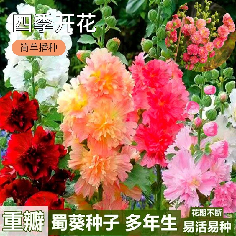 重瓣蜀葵花种子盆栽花苗一丈红易活易种室外阳台春天播种的花种子