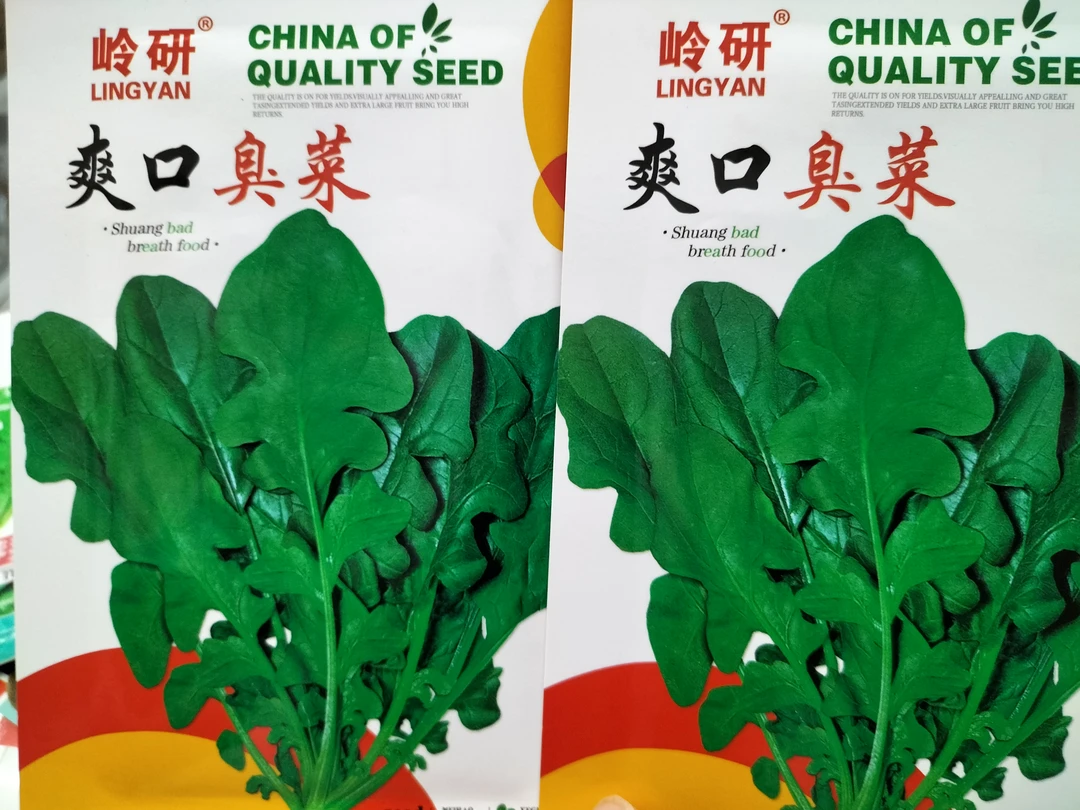 拍一发二 精选大叶臭菜种子
