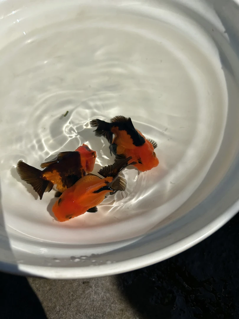 观赏鱼金鱼玛丽活体混搭颜色