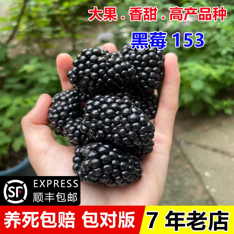 153黑莓树苗四季结果大果双季黑莓苗盆栽浆果树莓果苗南北方种植