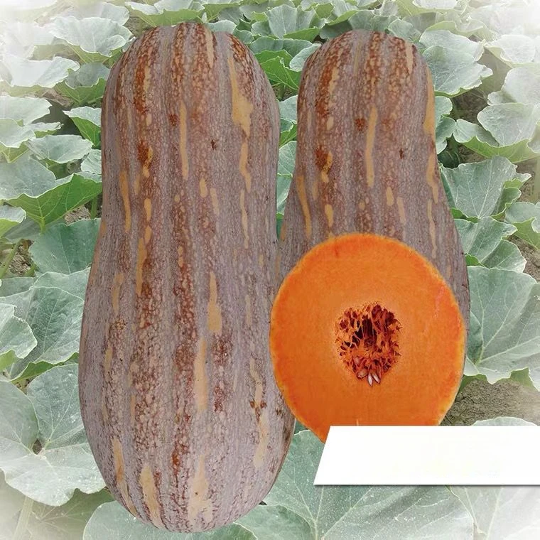 早栗蜜本南瓜种子甜粉面蜜本甜南瓜早熟耐贮运四季蔬菜种籽