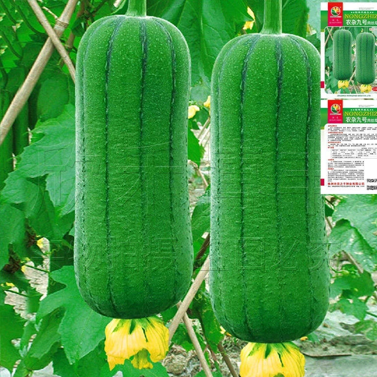 短棒大肉丝瓜种子春夏秋季耐热四季菜瓜种籽庭院爬藤蔬菜种孑