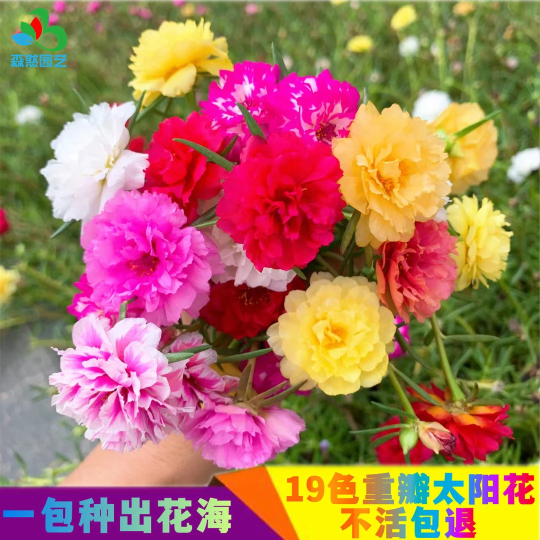 不活包退 |重瓣太阳花混色易活阳台庭院花园四季开花盆栽耐寒花籽