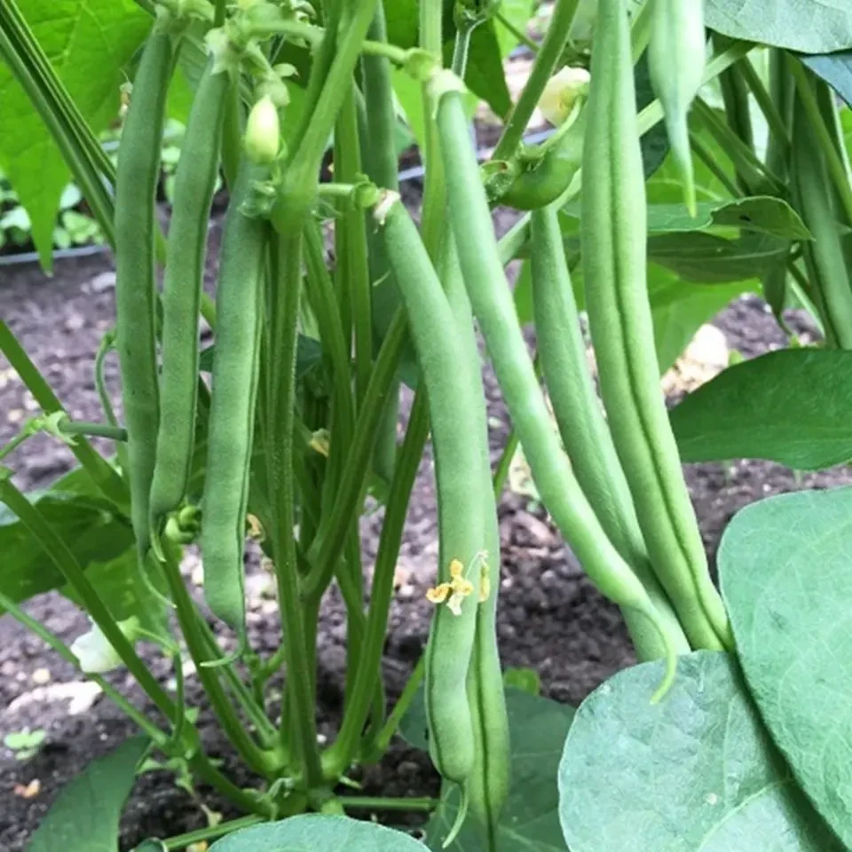 无架四季豆种子无筋豆角种子早熟矮生不搭架地豆盆栽蔬菜种子