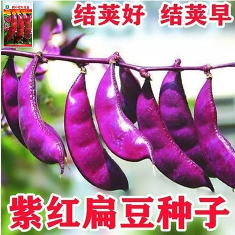 扁豆种子种籽四季豆角梅豆角红眉豆蔬菜梅豆孑架豆菜豆峨眉豆种冬