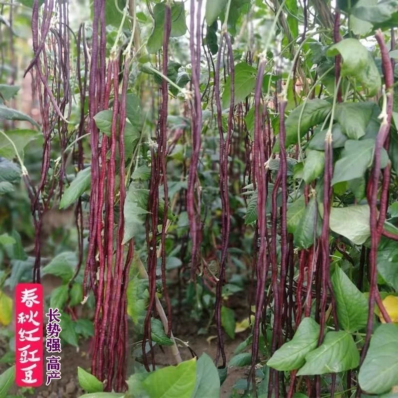春秋红豆角种子紫色长豆角长豇豆耐热耐寒红色架豆角四季豆孑