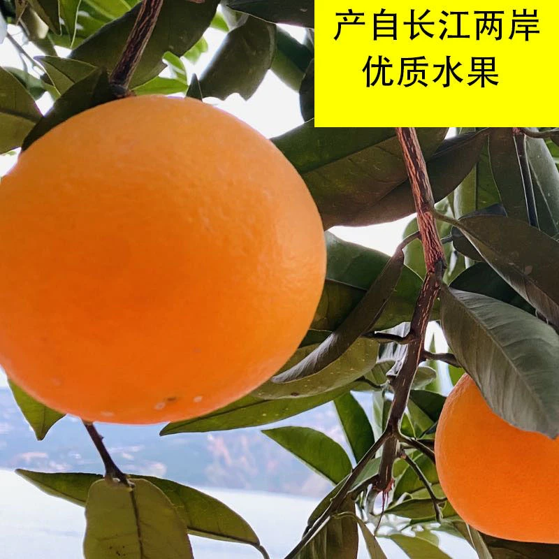 脐橙重庆高山脐橙甜橙子新鲜农家自种柑橘应季水果手剥酸甜橙子