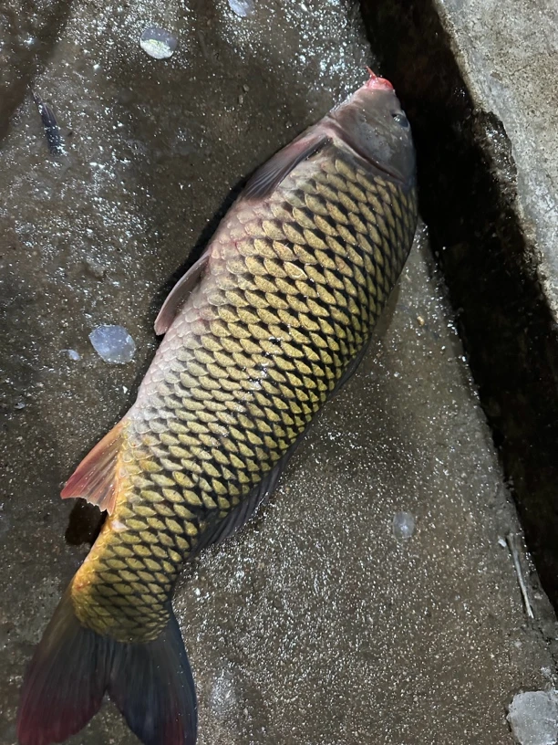 鲤鱼（水库大鲤鱼）