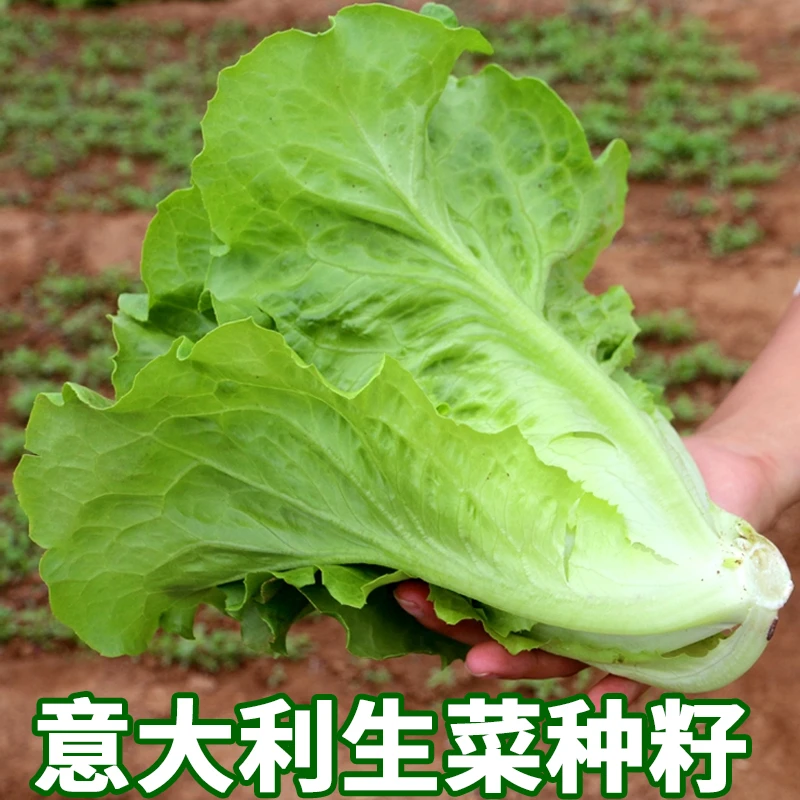 意大利耐抽苔生菜种子耐热生菜籽脆甜爽口四季阳台盆栽蔬菜种子