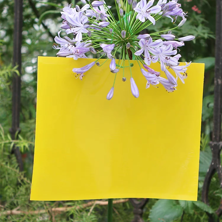 黄色诱虫板 双面防水粘贴飞虫 花园菜地 盆栽 果树大棚都可以使用