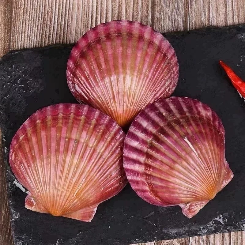 新鲜红扇贝港湾贝小红贝毛贝刺贝夏贻贝海螺大个肥美海螺鲜活发货