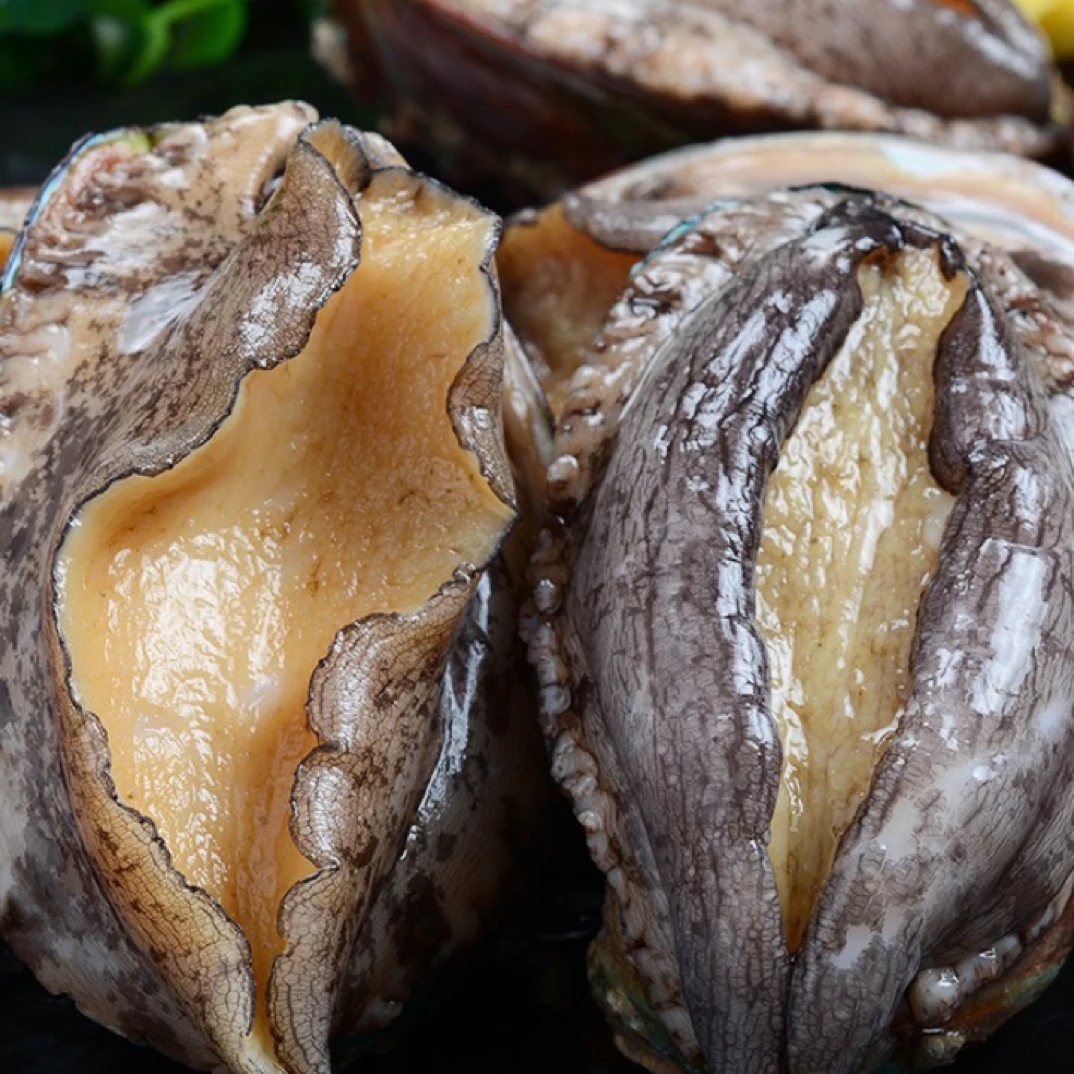 2斤鲜活鲍鱼多规格可活发可速冻鲍鱼鲜活发货包鲜不包活捕捞