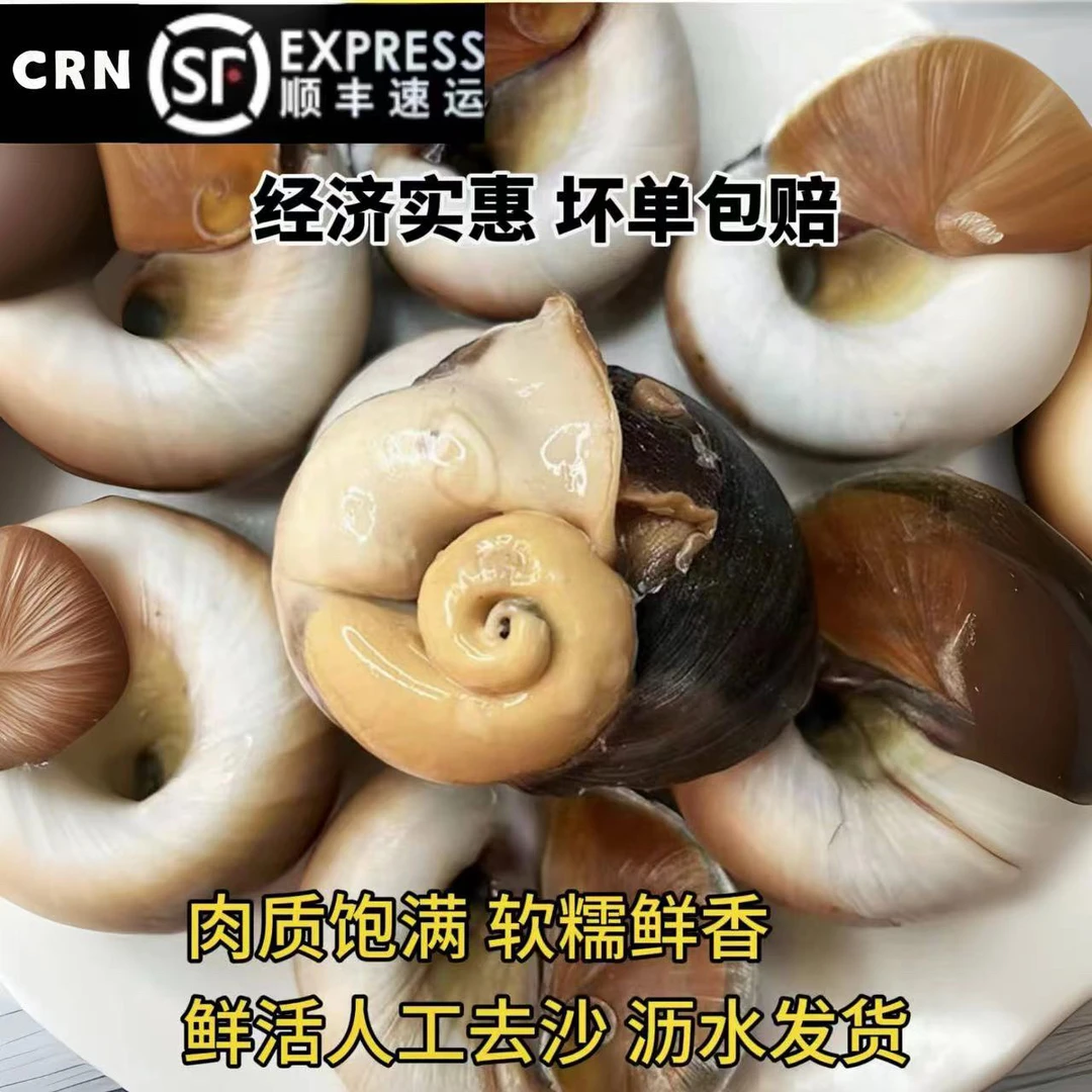 连云港新鲜海捕大个猫眼螺保鲜不包活沙罗香螺猫眼螺猫眼螺
