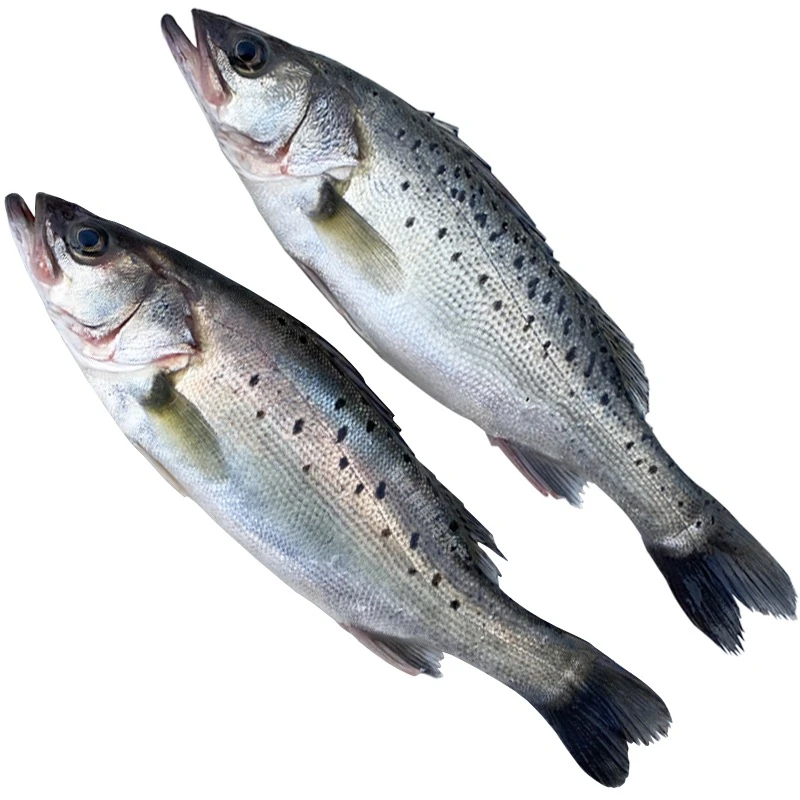 连云港发货新鲜整条不去鳞大鲈鱼每条600克左右3条