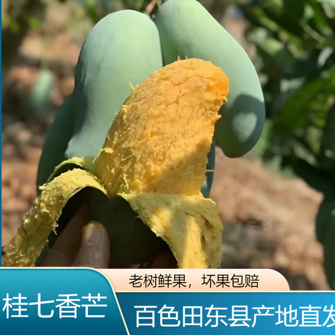 田东桂七广西百色芒果桂七芒果5/9斤应成熟香味香甜