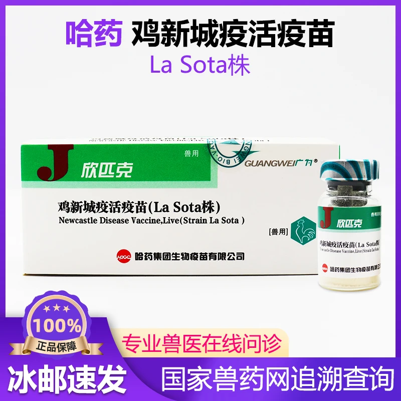 鸡用新城疫疫苗鸽子用新城疫疫苗鸽子新城疫可滴鼻点眼饮水接种