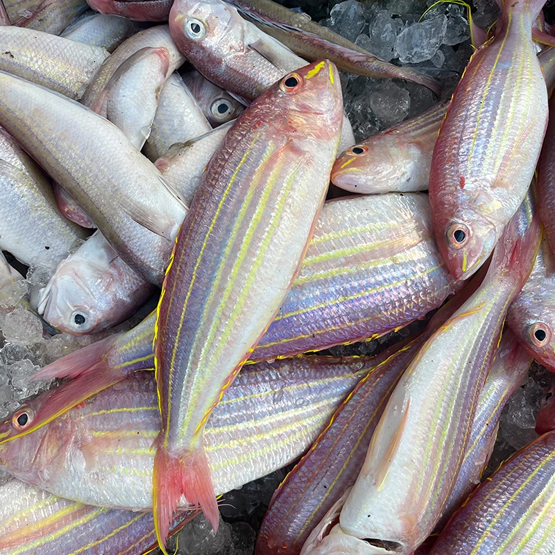 金线鱼广东阳江东平渔港码头野生海捕金丝鱼刀里5斤装