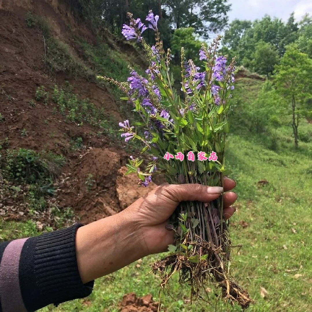 【小雨精选】深山野生半枝莲 牙刷草 新鲜并头草四方草四方枝仔正品