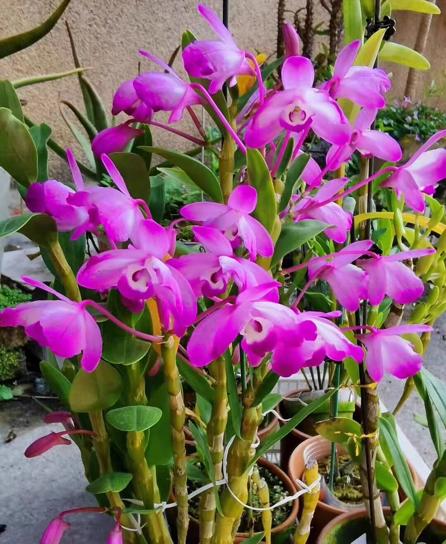 韶关樱石斛!(小苗)开花漂亮、好养易活、