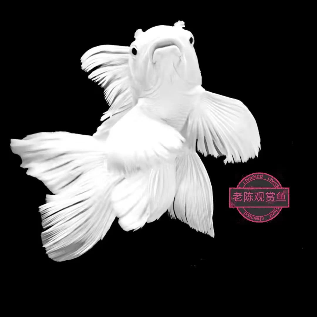 精品石膏白红普身蝴蝶鲤