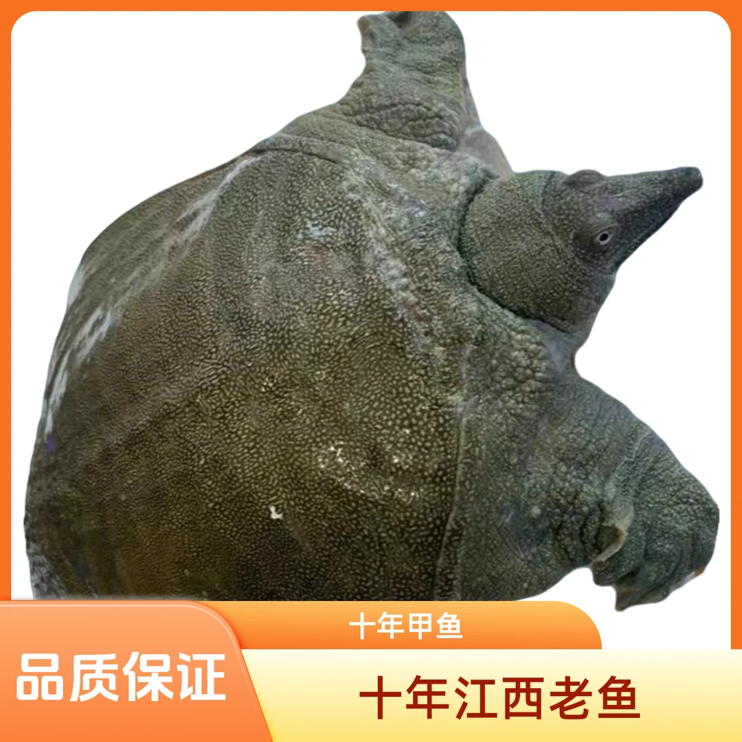 江西母鱼直播间选鱼一物一拍包活到家顺丰发货