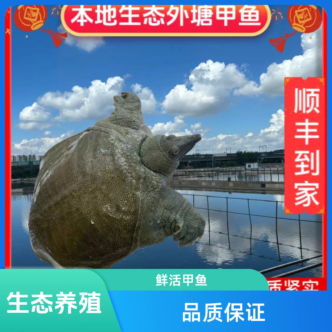 5年4斤生态甲鱼包活顺丰包邮到家（价钱重量直播间为标准）