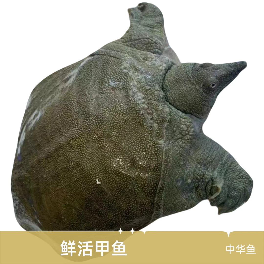 【中华鱼】直播间选鱼一物一拍顺丰包邮包活到家