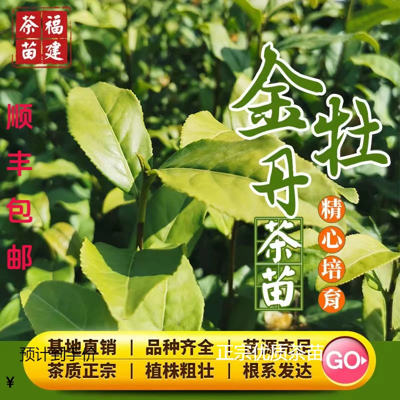 正宗优质茶苗金牡丹金观音.黄观音105绿植盆栽绿化茶苗顺丰包邮