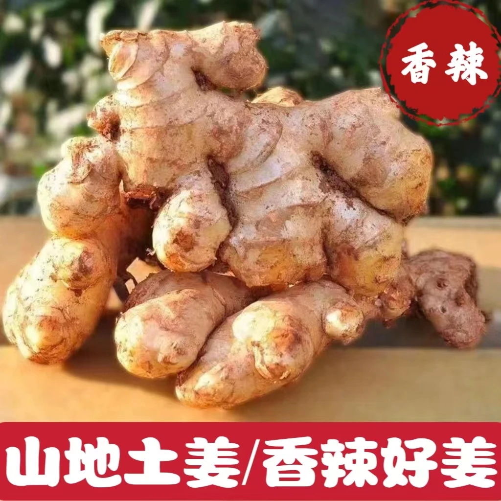 【坏果包赔】【优选老黄姜】辣姜小黄姜片姜粉干姜特产地直销1-9