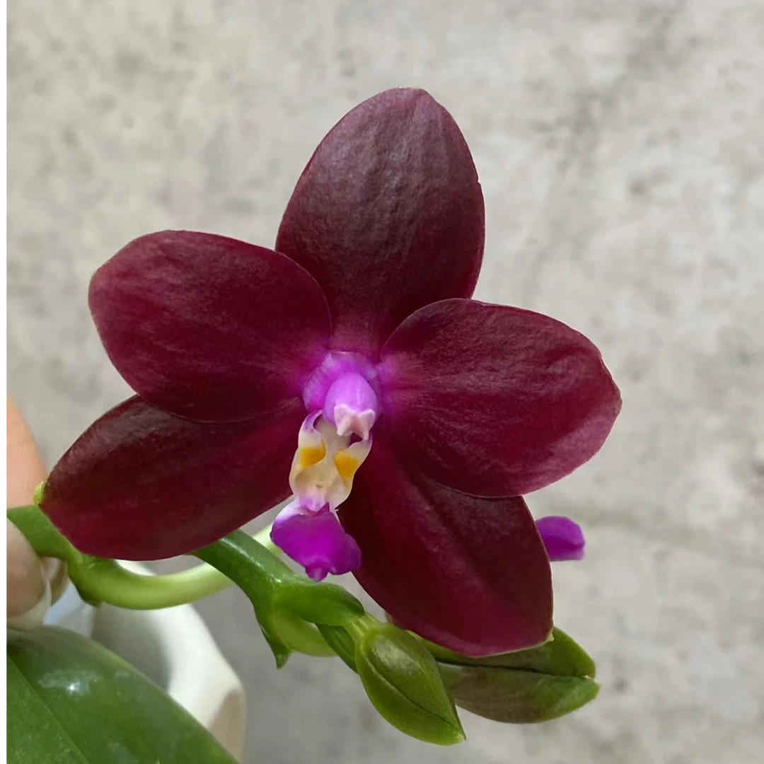 YS1927原生种蝴蝶兰高级花卉植物