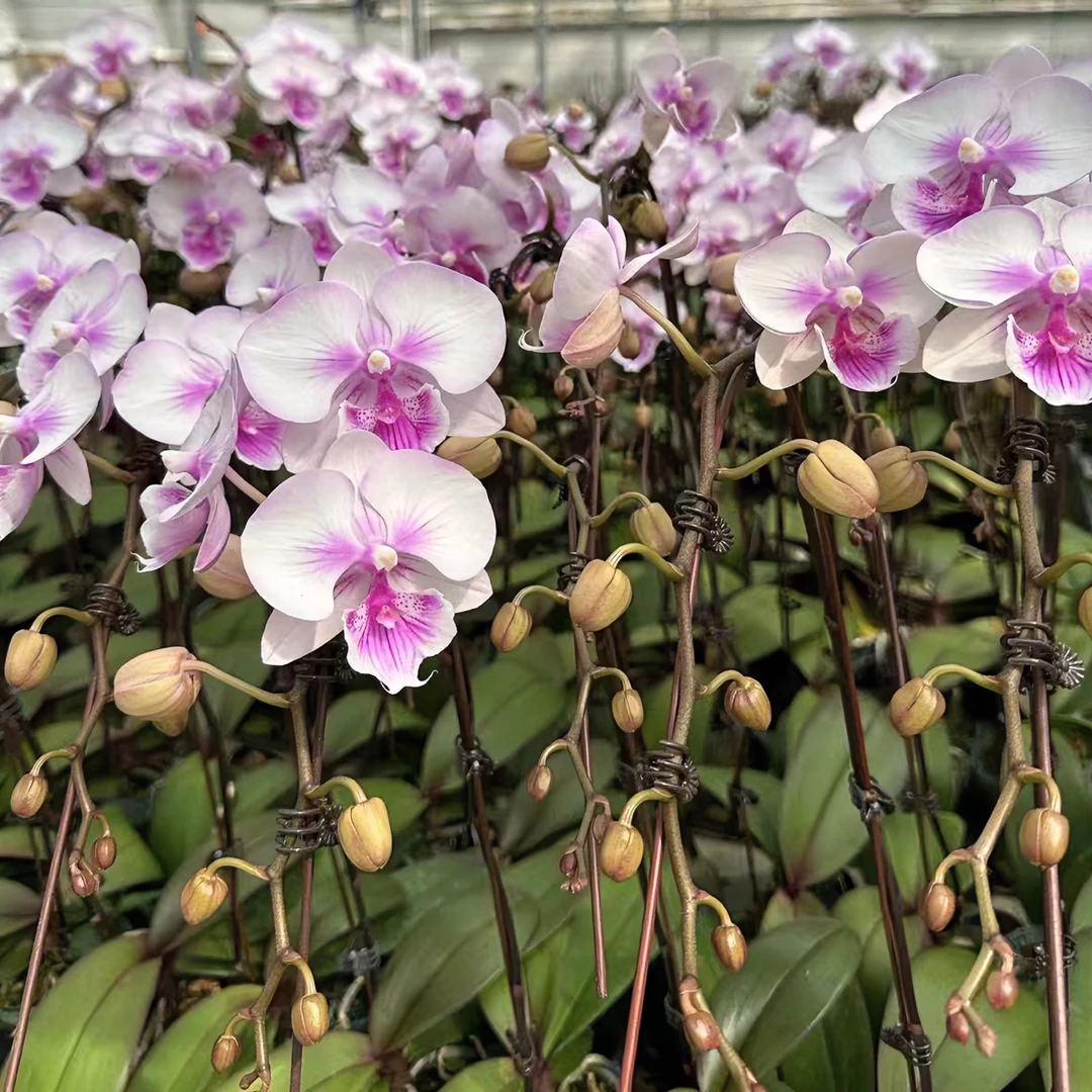 烟火蝴蝶兰(花苗)中大型花 一点点蜡质(适合老手)蝴蝶兰