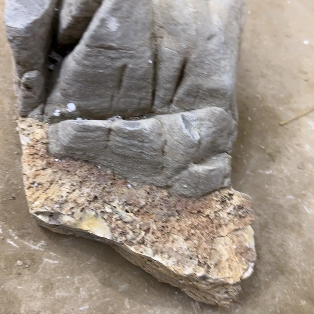 【闪购商品】香榧木成***哥这么大这么怎么的了