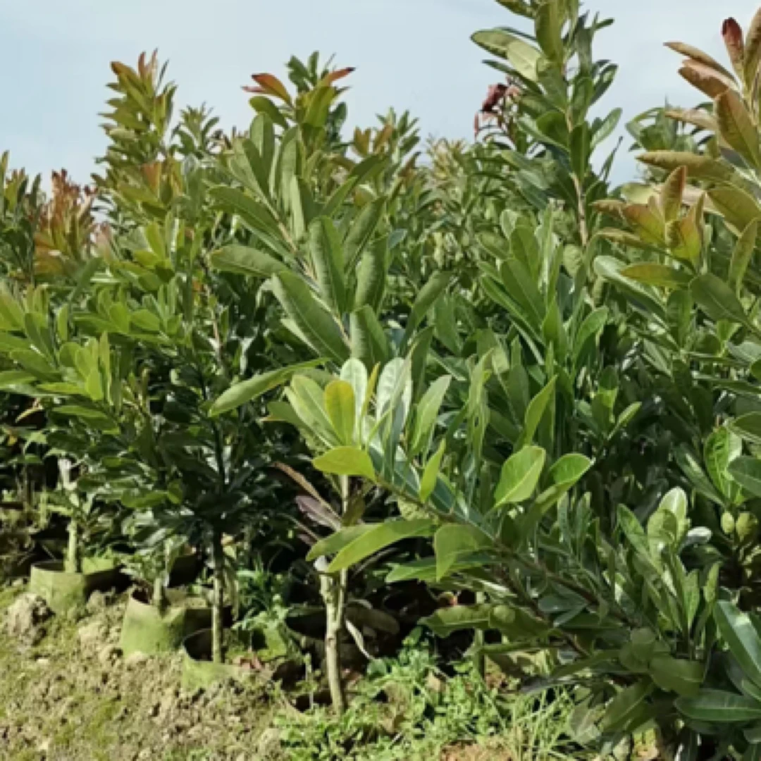 优质靖州黑炭杨梅杯苗两年嫁接果苗杯苗