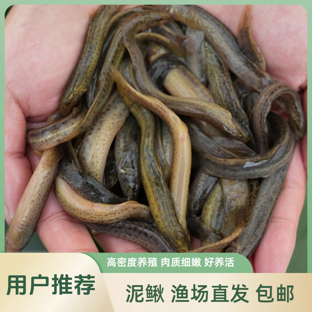 【活体】鲜活小泥鳅（3-7cm)观赏鱼淡水鱼冷水鱼